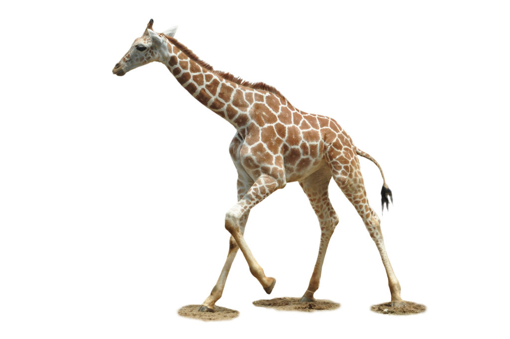 Giraffe Facts – Animal fun facts for children