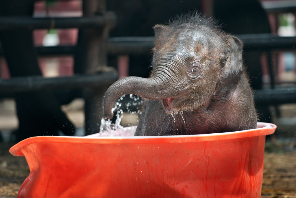 Elephant Facts – Animal fun facts for children
