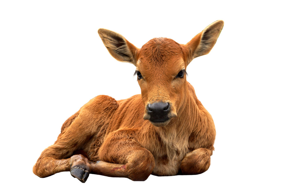 Cow Facts – Animal fun facts for children